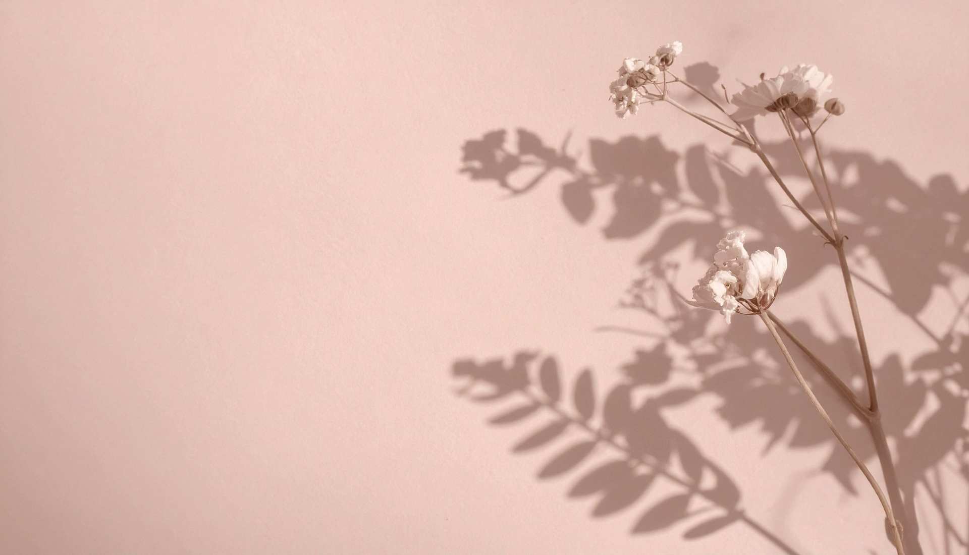 The Perfume Brand mainos